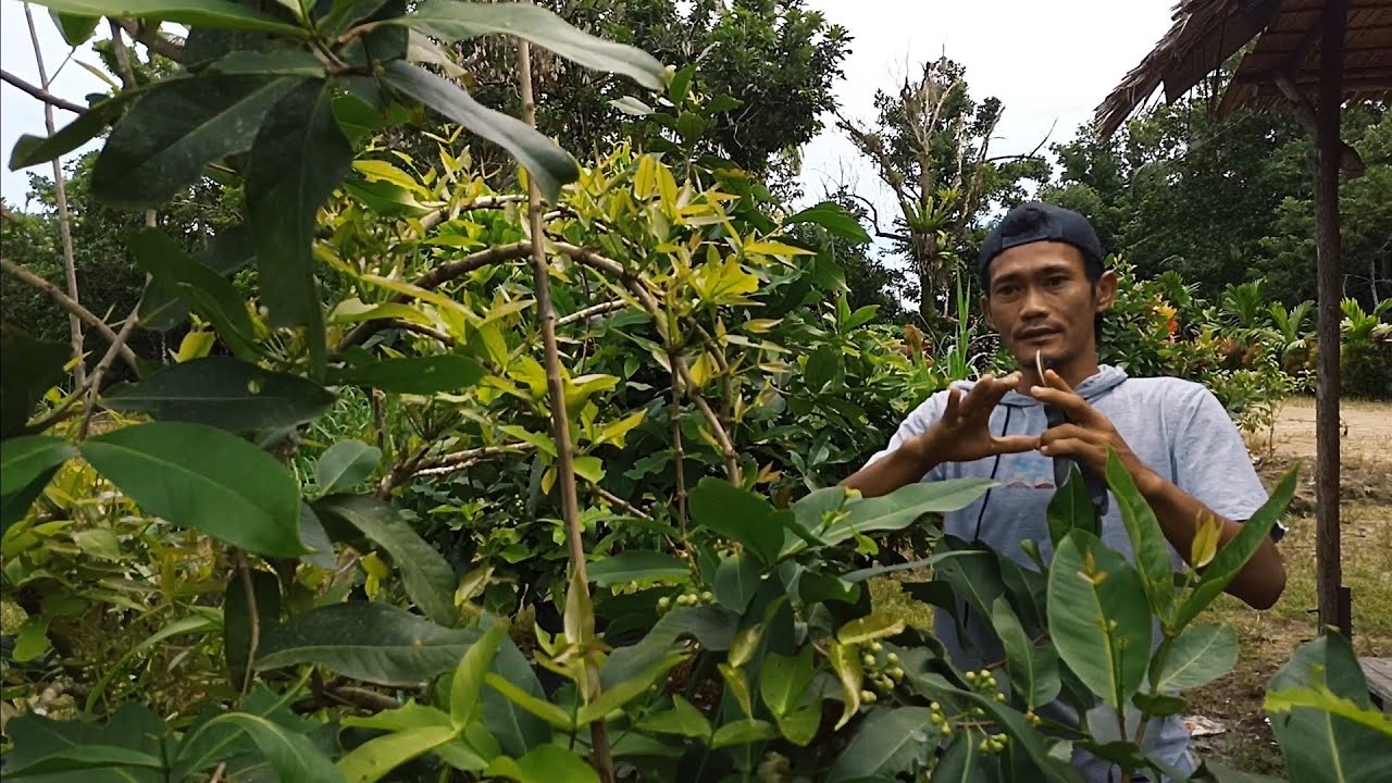 cara agar jambu Madu deli hijau berbuah lebat ???