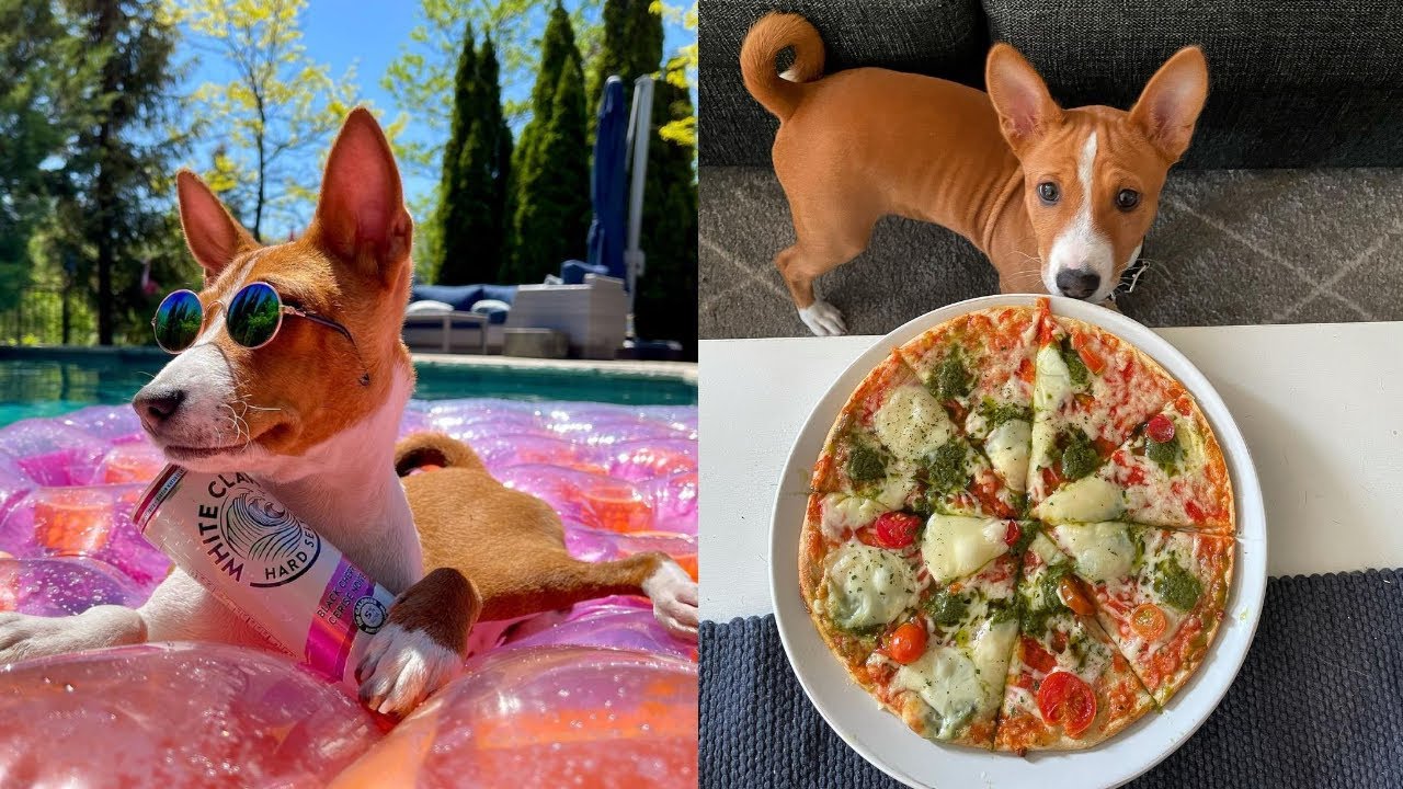 BASENJI 🐕 Funny Video Compilation 🐕 Best Viral Videos & Crazy Yodels Howls Growls and Sounds