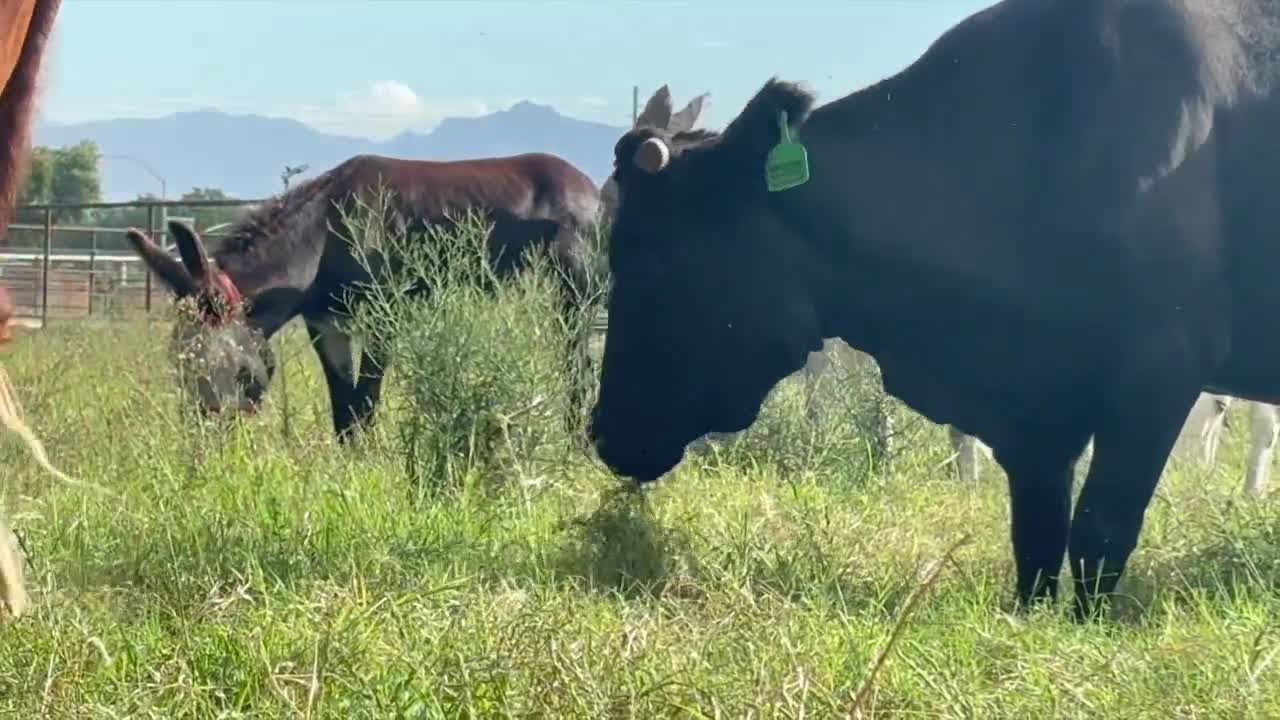 Cow escapes slaughterhouse, finds herself at East Valley animal sanctuary