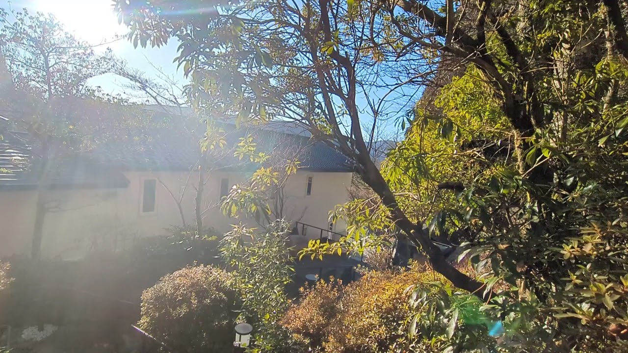 箱根　旅館　蔵樹　箱根神社の神域　朝の通勤途中に聞くだけで幸せな1日が始まる　2026/1/9　箱根蔵樹から風景と自然のBGM