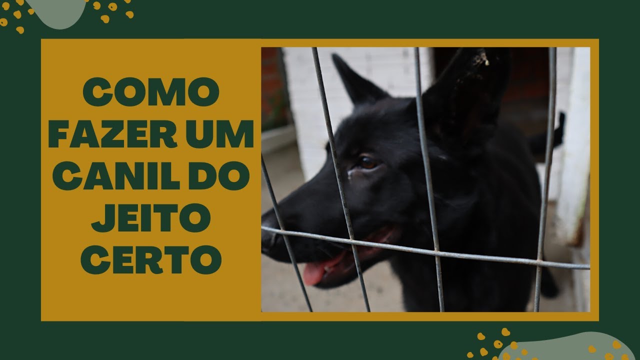 COMO FAZER UM CANIL do jeito certo
