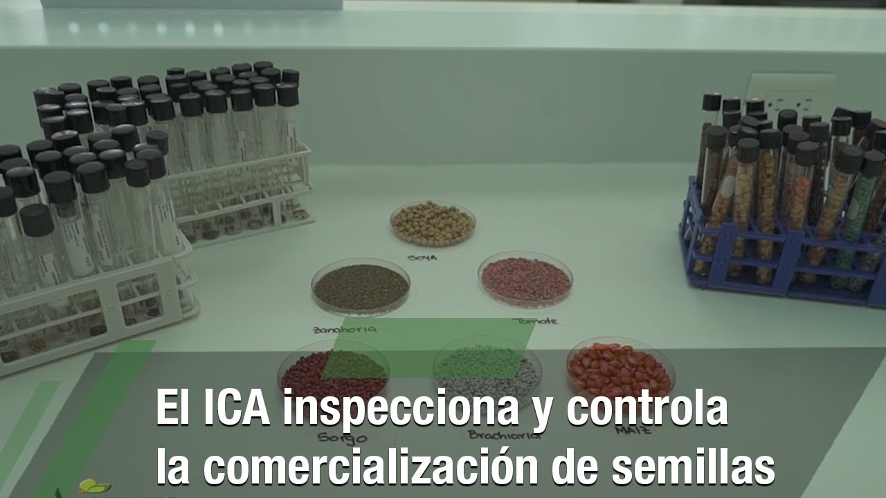 El ICA inspecciona y controla la comercialización de semillas-TvAgro por Juan Gonzalo Angel Restrepo