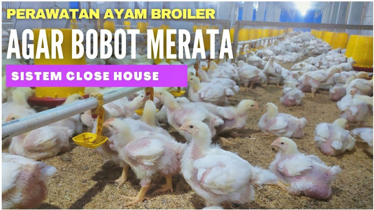 Cara merawat ayam broiler agar bobot merata saat masa brooding