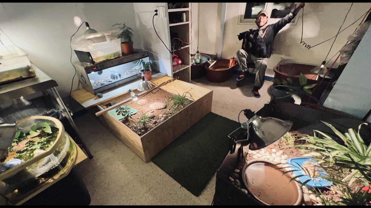 Haciendo nuevo terrario para las tortugas rusas y reacomodando y limpiando el cuarto de las tortugas