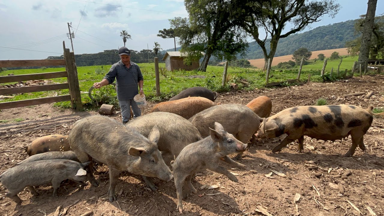 CRIANDO PORCO ANTIGO SOLTO - OS PORCOS MOURO DO SEU ALÍRIO