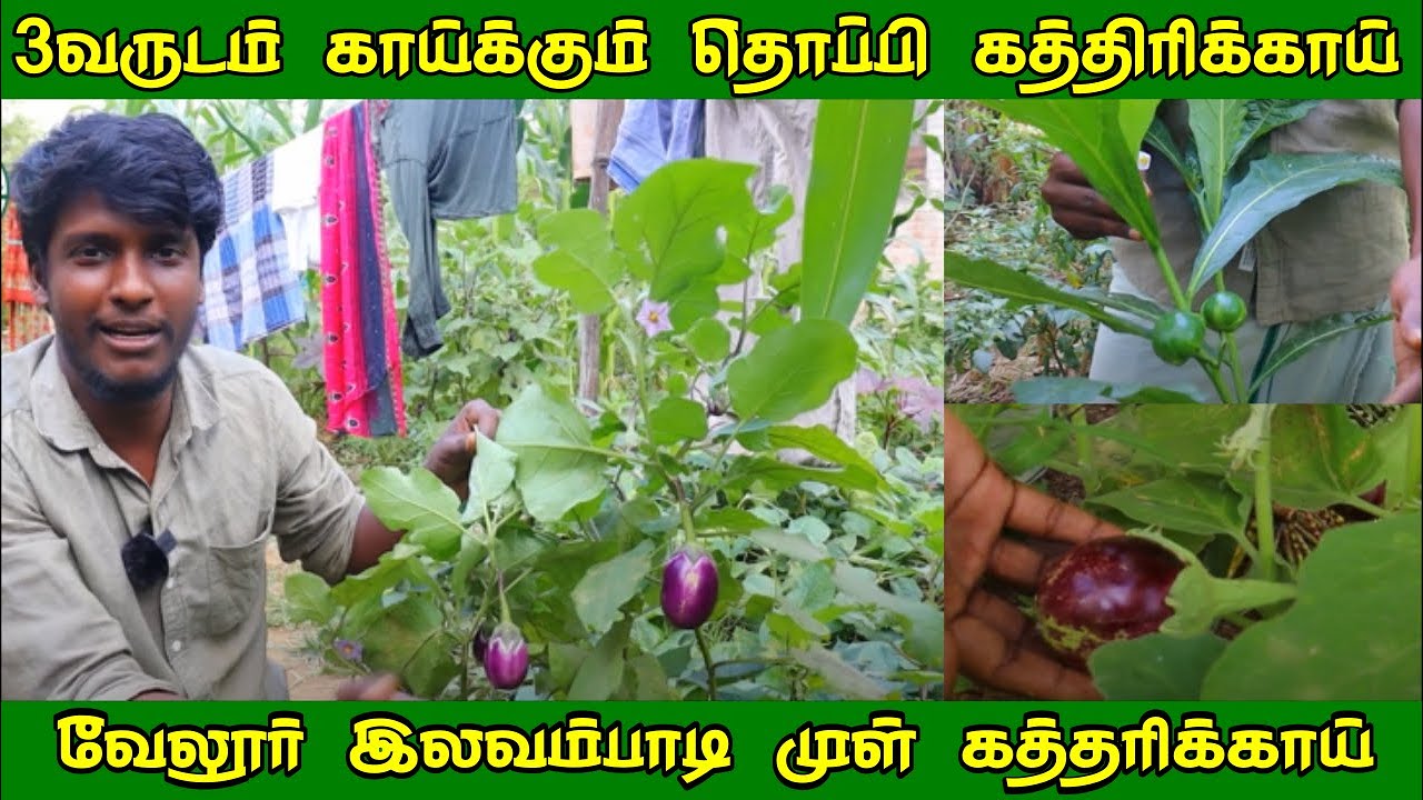 110கத்திரி ரகங்களை மீட்ட உழுது உன் சுந்தர் | இலவம்பாடி முள் கத்தரிக்காய் |  Uzhudu Un Sundar