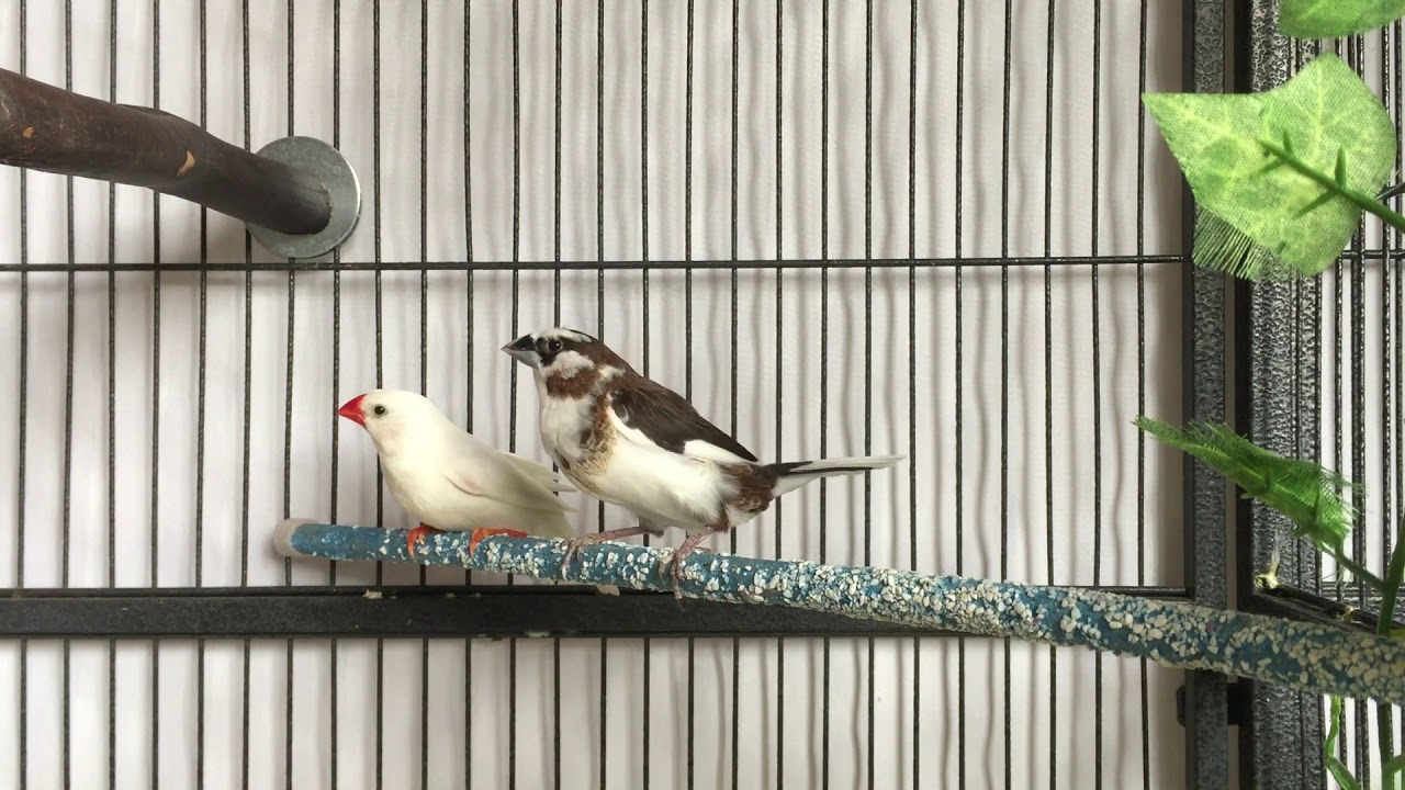 Society Finch Song