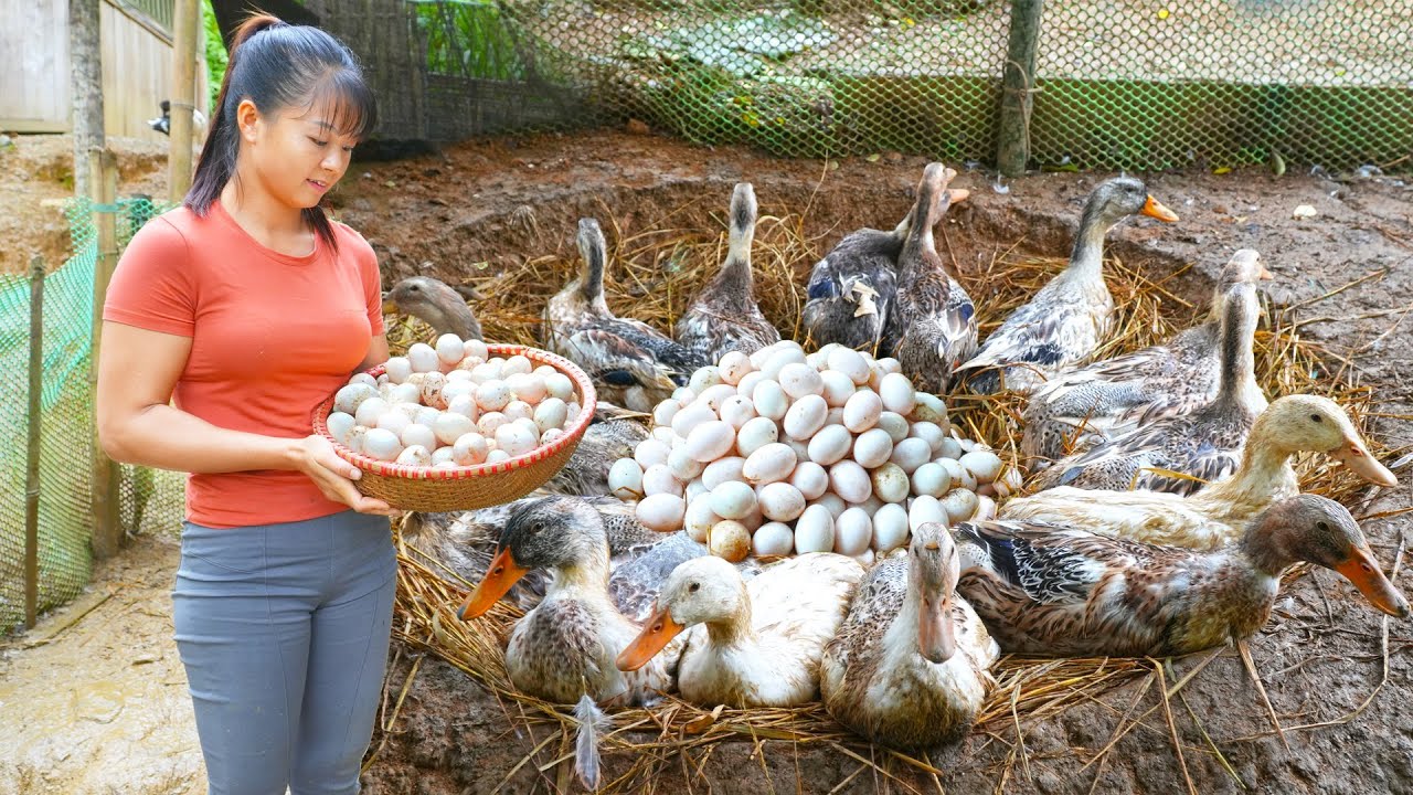 FULL VIDEO: Harvest Duck Eggs, Wild Mushroom, Tuber Goes to market sell || Free Bushcraft