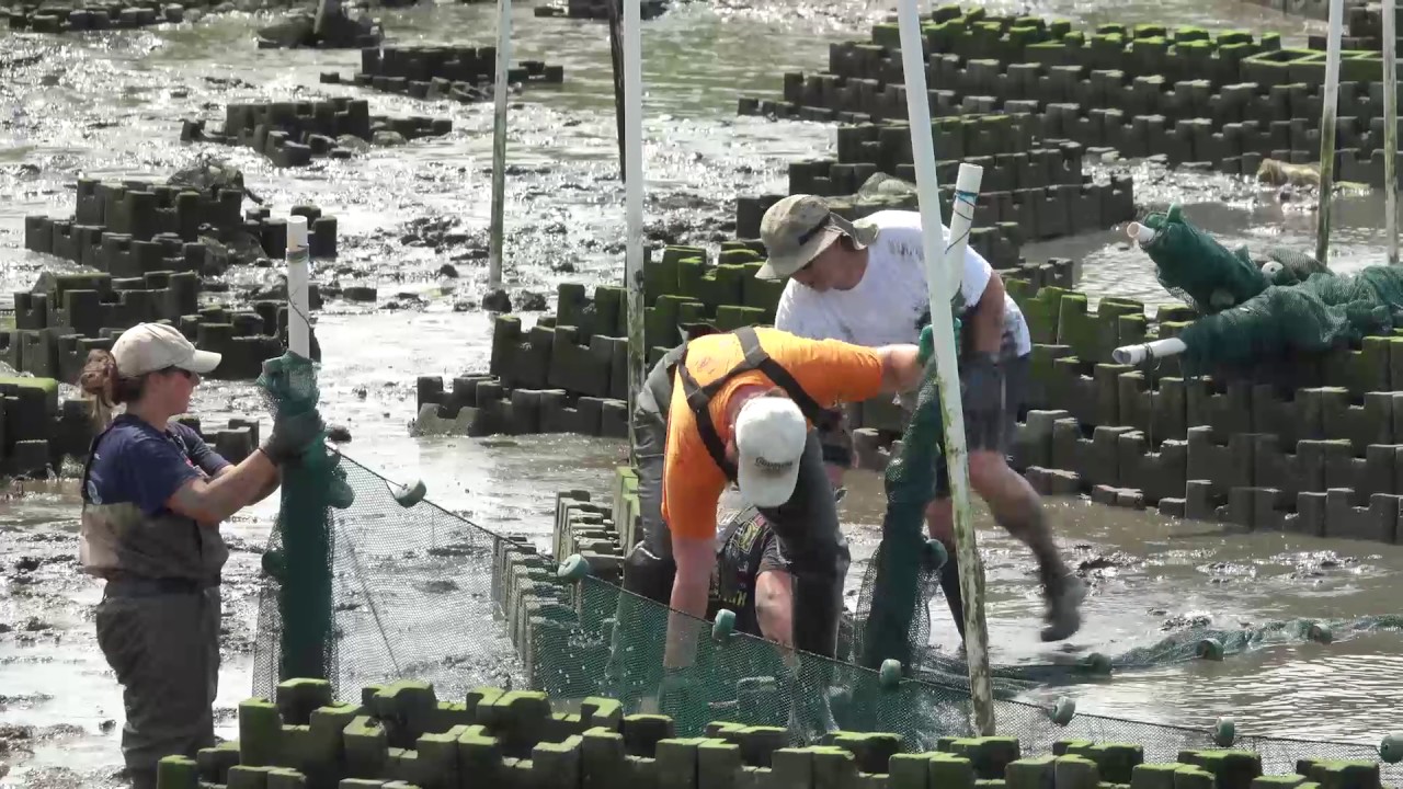 How are living shorelines different from traditional breakwaters?