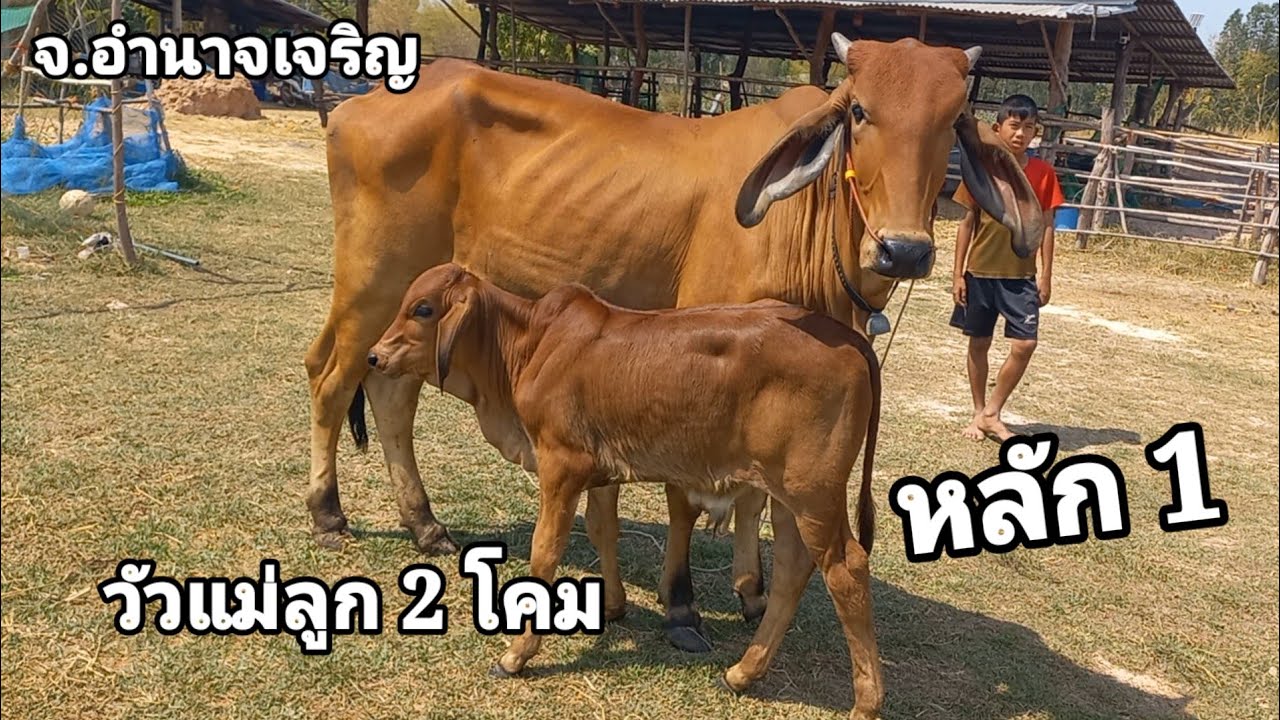 เปิดราคาวัวเเม่ลูก 2 โคม (15ก.พ.68)บ.สหกรณ์นิคม อ.ปทุมราชวงศา จ.อำนาจเจริญ