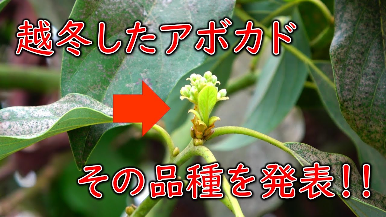 【アボカド越冬成功】関東でアボカドが越冬して花芽を付ける事が出来た品種はこれだ！！