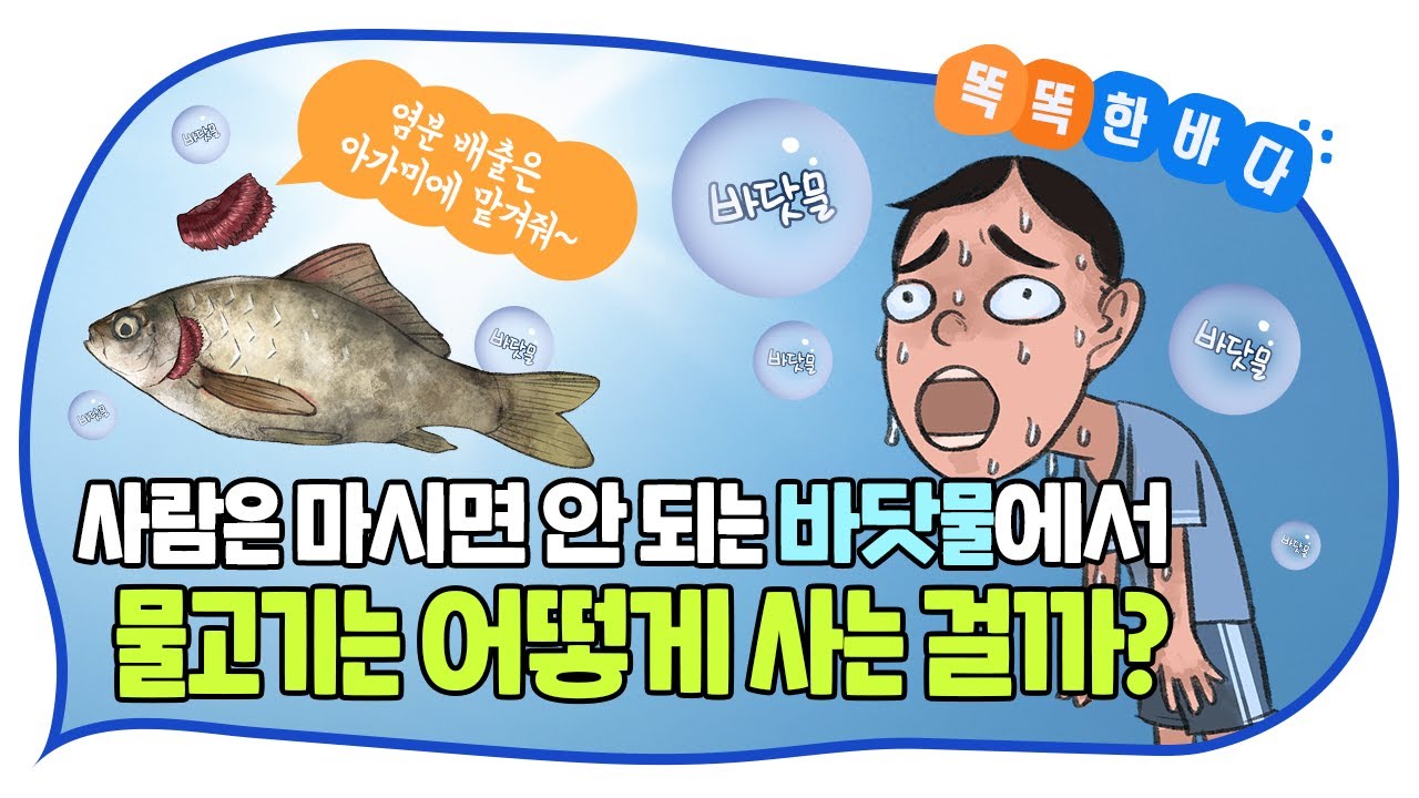 사람은 마시면 안 되는 바닷물에서 물고기는 어떻게 사는 걸까? [똑똑한 바다]
