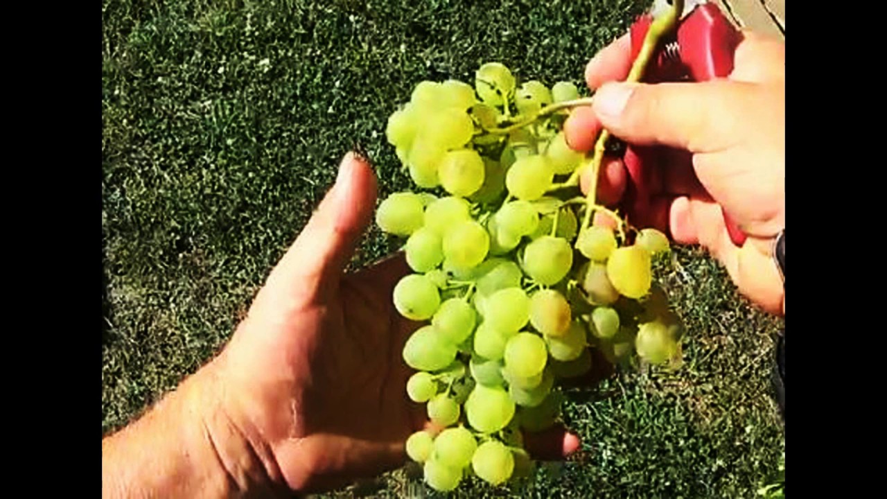 Vigne, l'incroyable Cadeau : La mise en place d'un cordon de vigne 1ère année avec tout les shémas