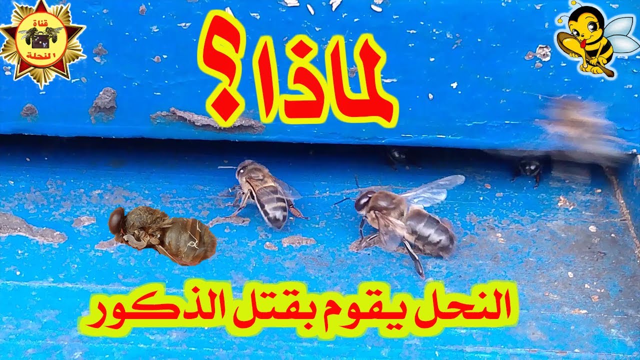 لماذا يقتل النحل الذكور ويخرج يرقاتها؟ الحقيقة المدهشة!