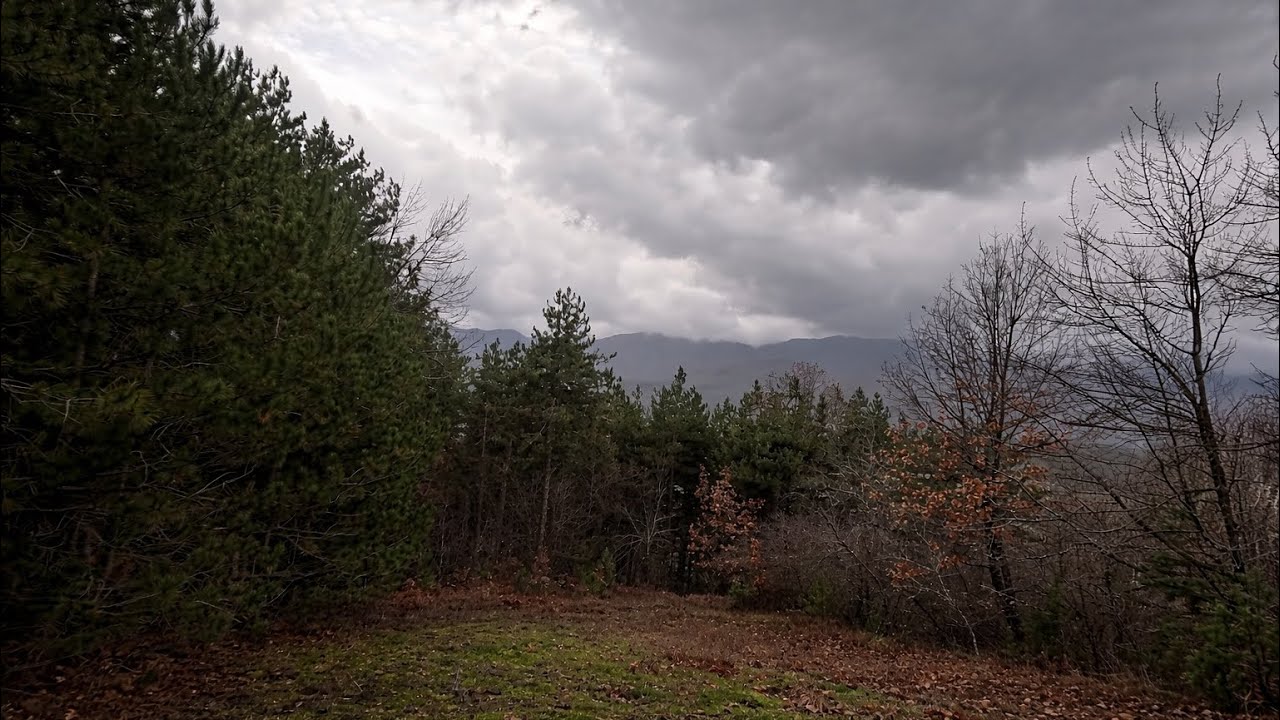 Still Walking — Into a Pine Forest Before the Storm