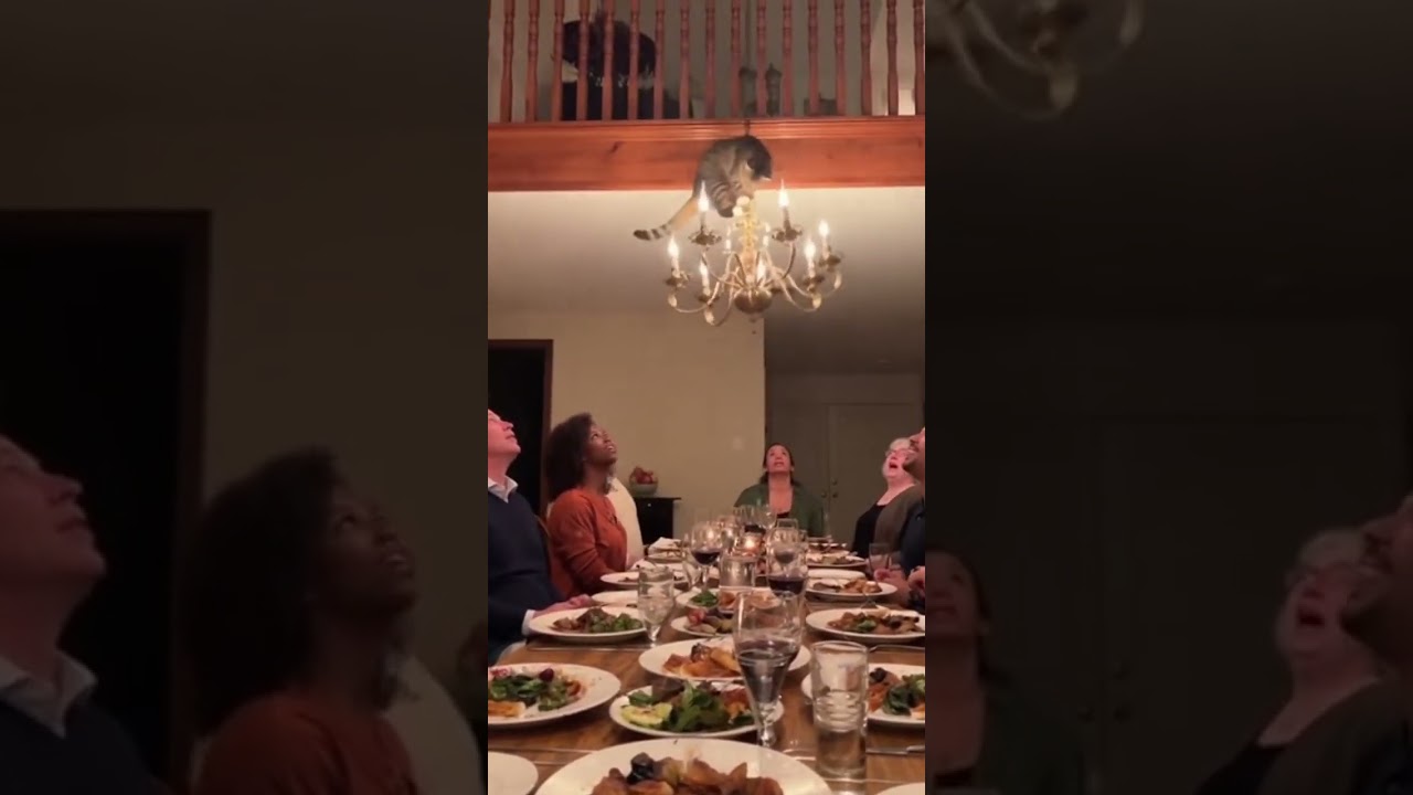 Cat Chaos at Dinner Table!