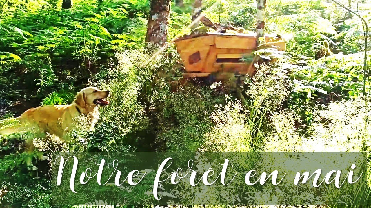 Notre forêt en mai : les plantes comestibles et ruches
