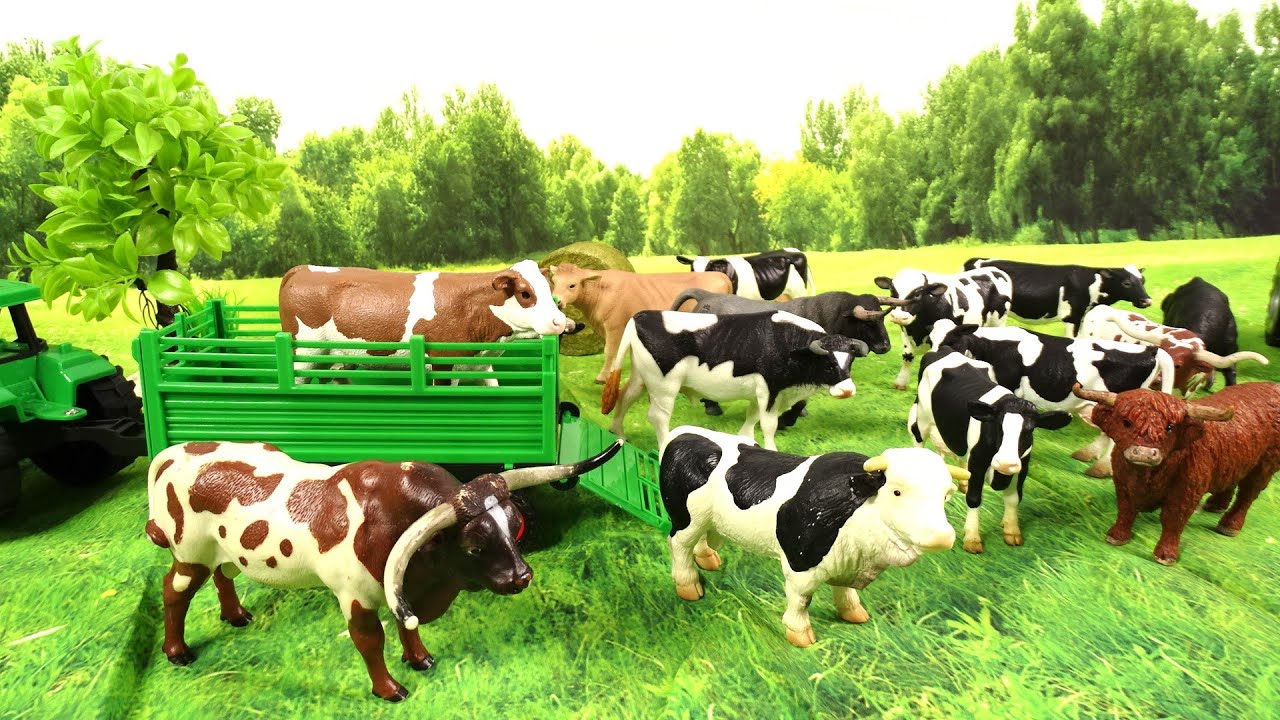 Cows/ Toros/Cows/Bulls/Vacas/Mucche/