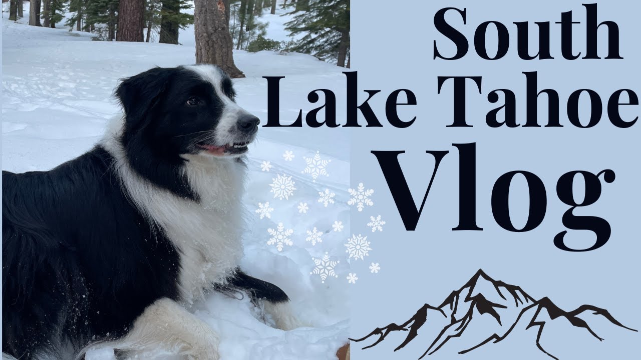 TRAVEL VLOG Tahoe weekend getaway - DOG FRIENDLY Spots- VLOG & VIEWINGS #4 - Elina Y