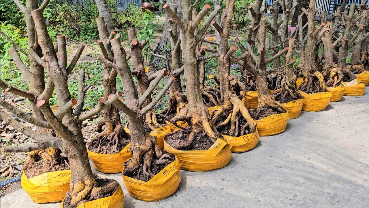 Trang 0355937917 mai giảo Thủ Đức giá rẻ 22/2 mùng 6 Tết Chợ Gạo miền tây tôi yêu (#Maivàng Quêdừa)