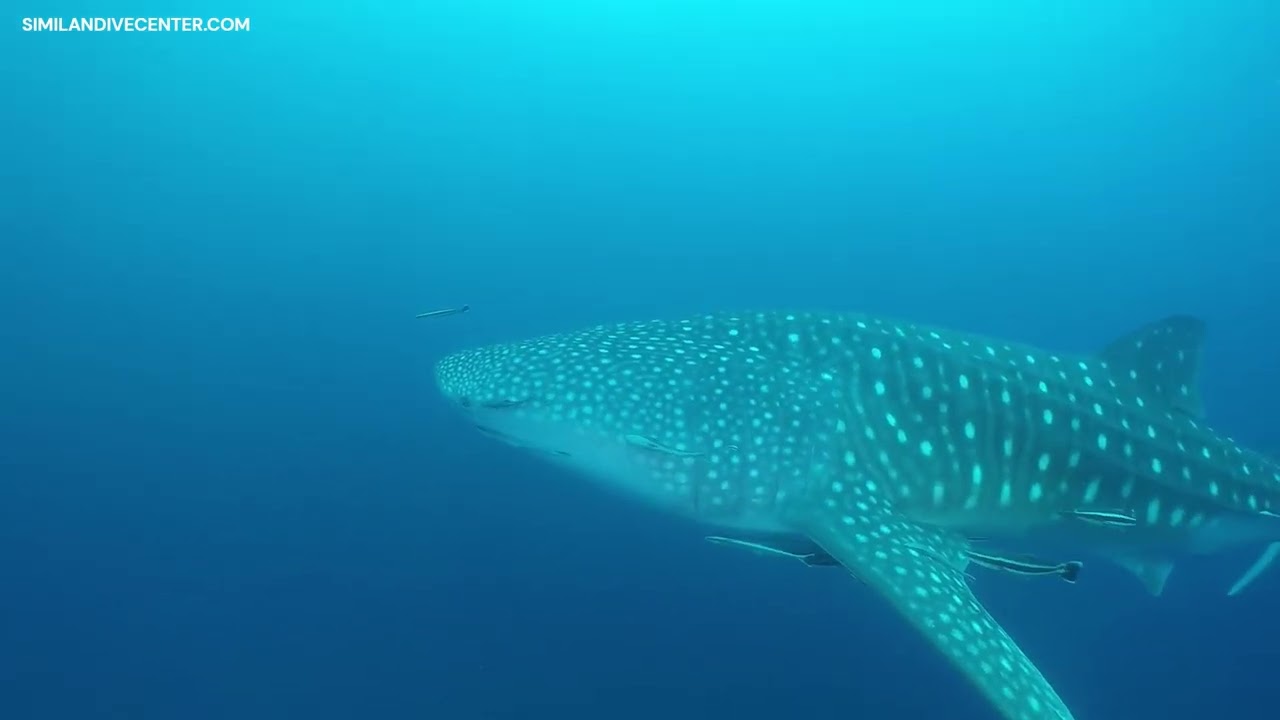 Diving with whale sharks in Thailand