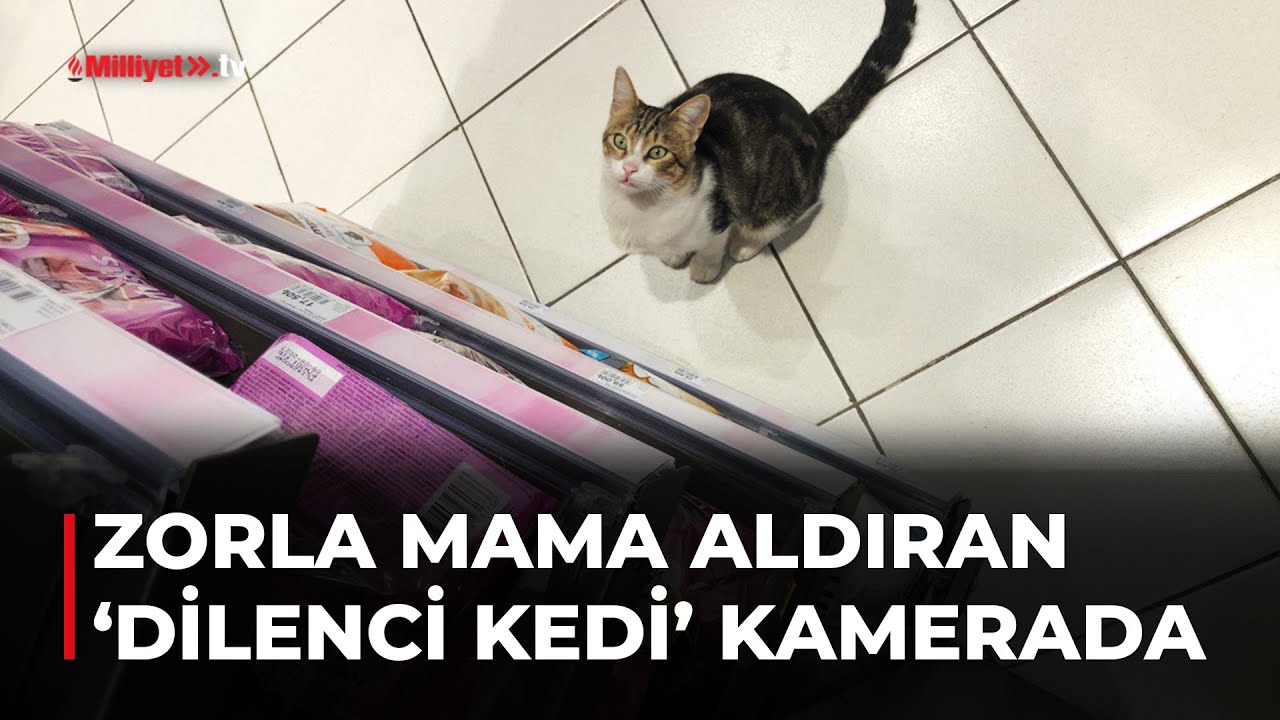 Kadıköy'ün 'dilenci kedisi'! Müşterilere zorla mama aldırıyor