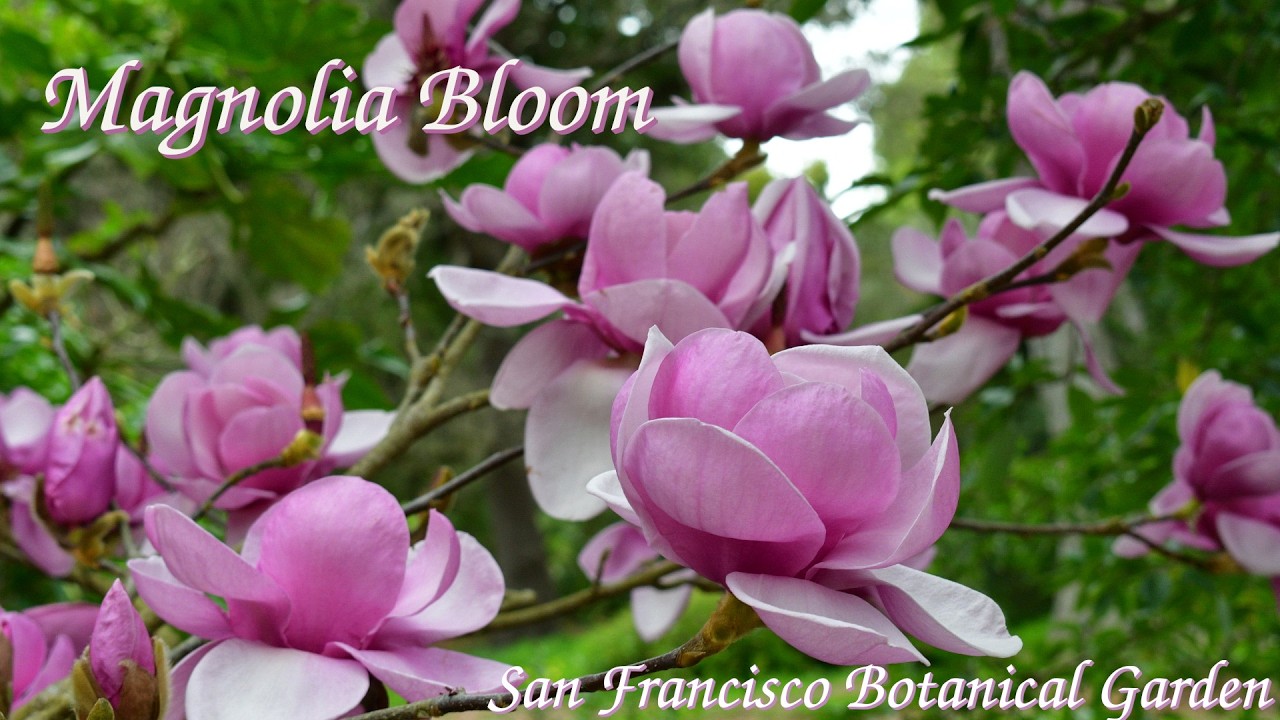 Magnolia Bloom at San Francisco Botanical Garden
