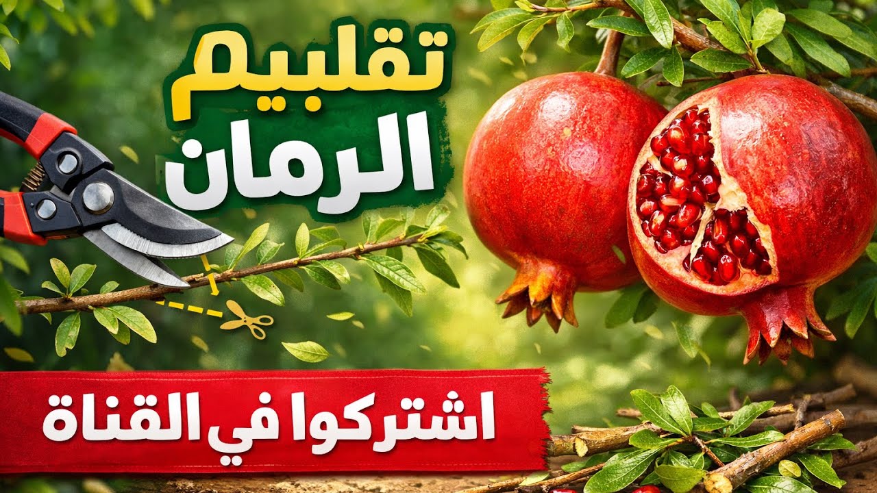 تقليم اشجار الرمان بالطريقه الصحيه #مروج_خضراء #farming #اكسبلور 