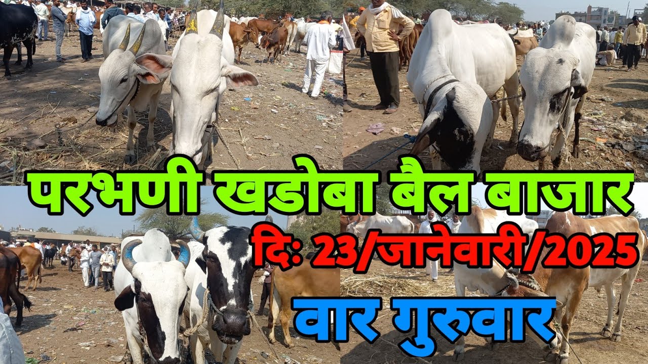 परभणी खंडोबा बैल बाजार | Parbhani Bail Bazar | ox market | Akash Suryawanshi Vlog| Lal Khandari