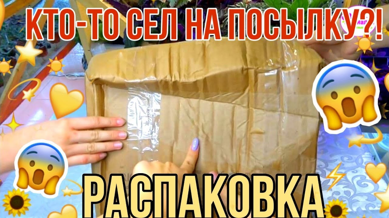 Комнатные растения.ЕЩЁ ОДИН ОБМЕН!?РАСПАКОВКА ПОСЫЛКИ ПО ОБМЕНУ \КТО-ТО СЕЛ НА КОРОБКУ С ЦВЕТАМИ!?