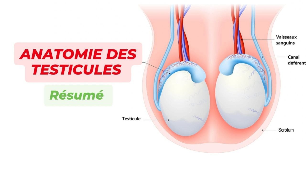 ANATOMIE DES TESTICULES ET DES VOIES SPERMATIQUES ( Résumé )
