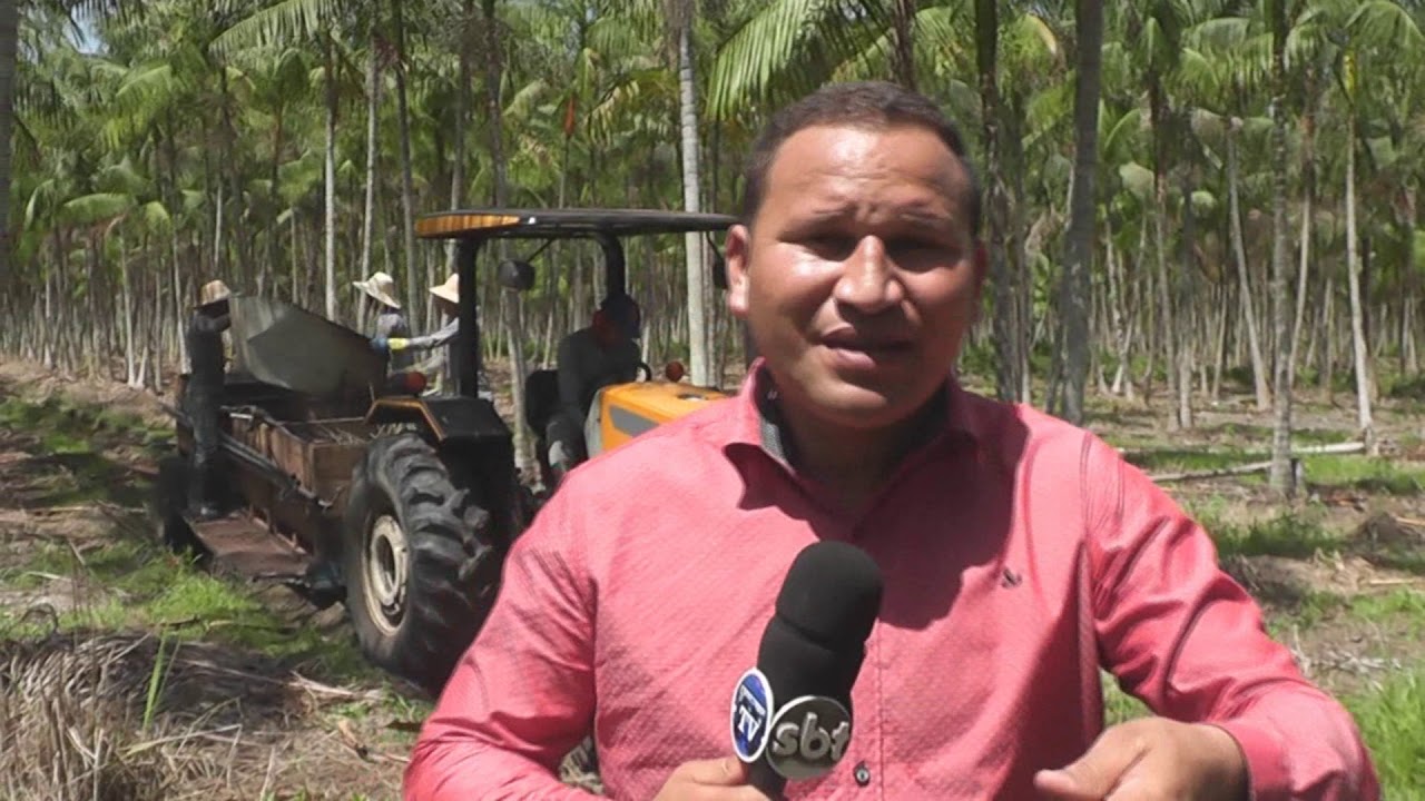 AÇAÍ AMAZONAS DENTRO DO AÇAIZAL