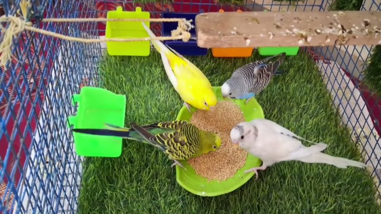 Birds🦜 Daily life like share✨️& subscribe do🐦