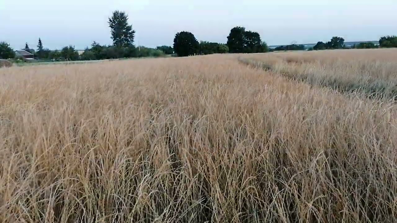 Райграс однолетний (уборочное состояние).