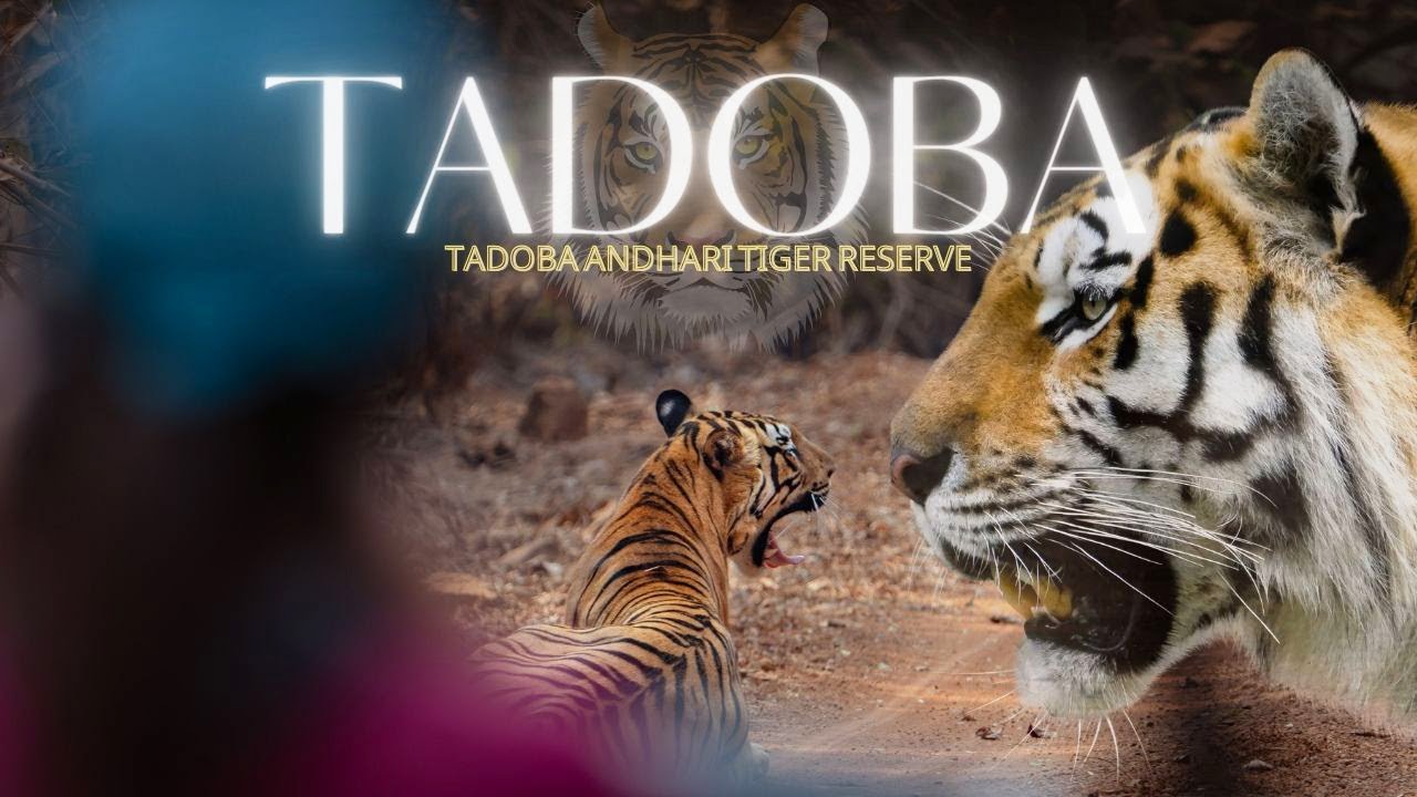 Tadoba - Andhari Tiger Reserve | My luxury stay at Limban resorts