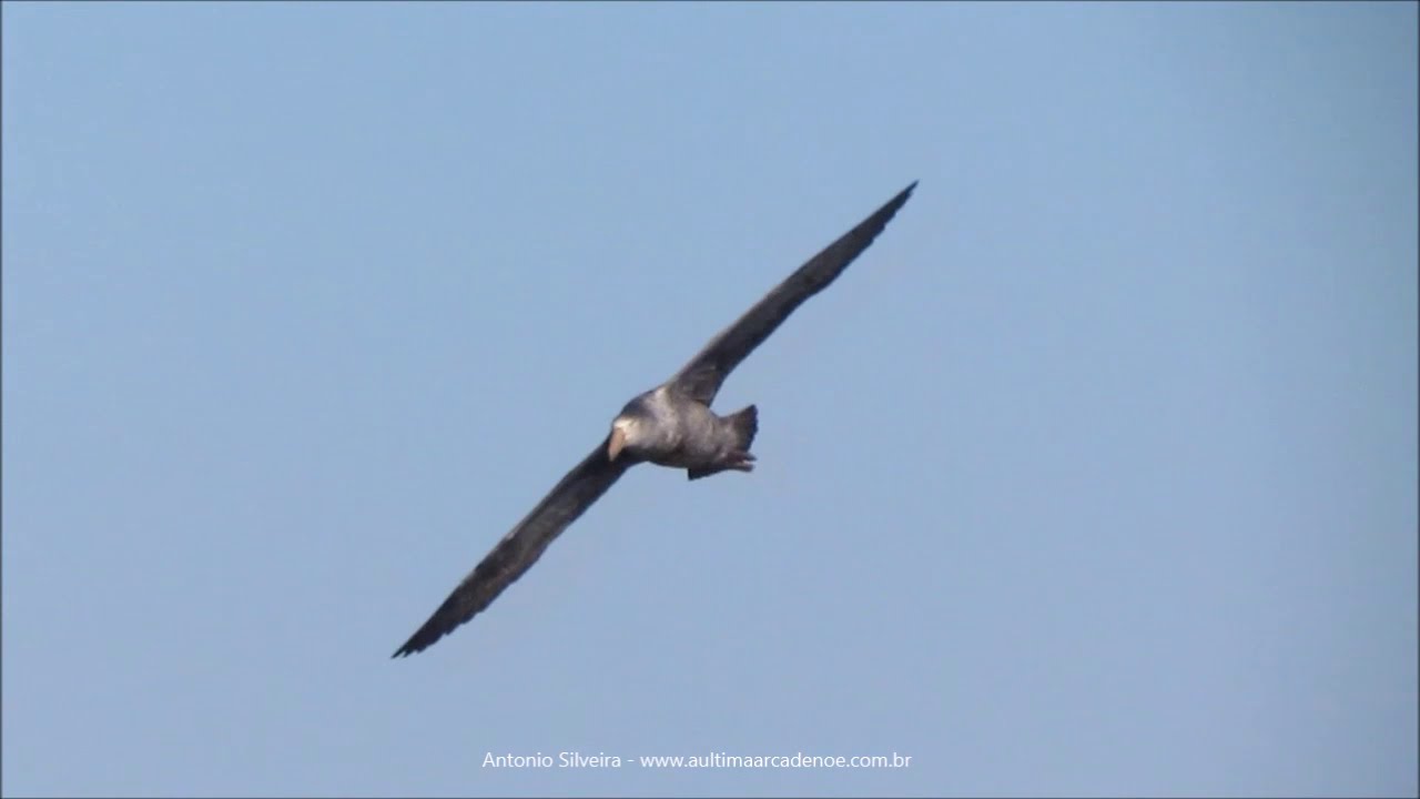 Giant Petrel (Macronectes sp) flying Uruguay 7 2012 Antonio Silveira