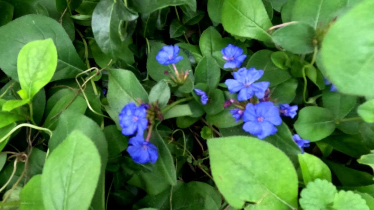 All About Plumbago Groundcover  @gardeninginmyyard