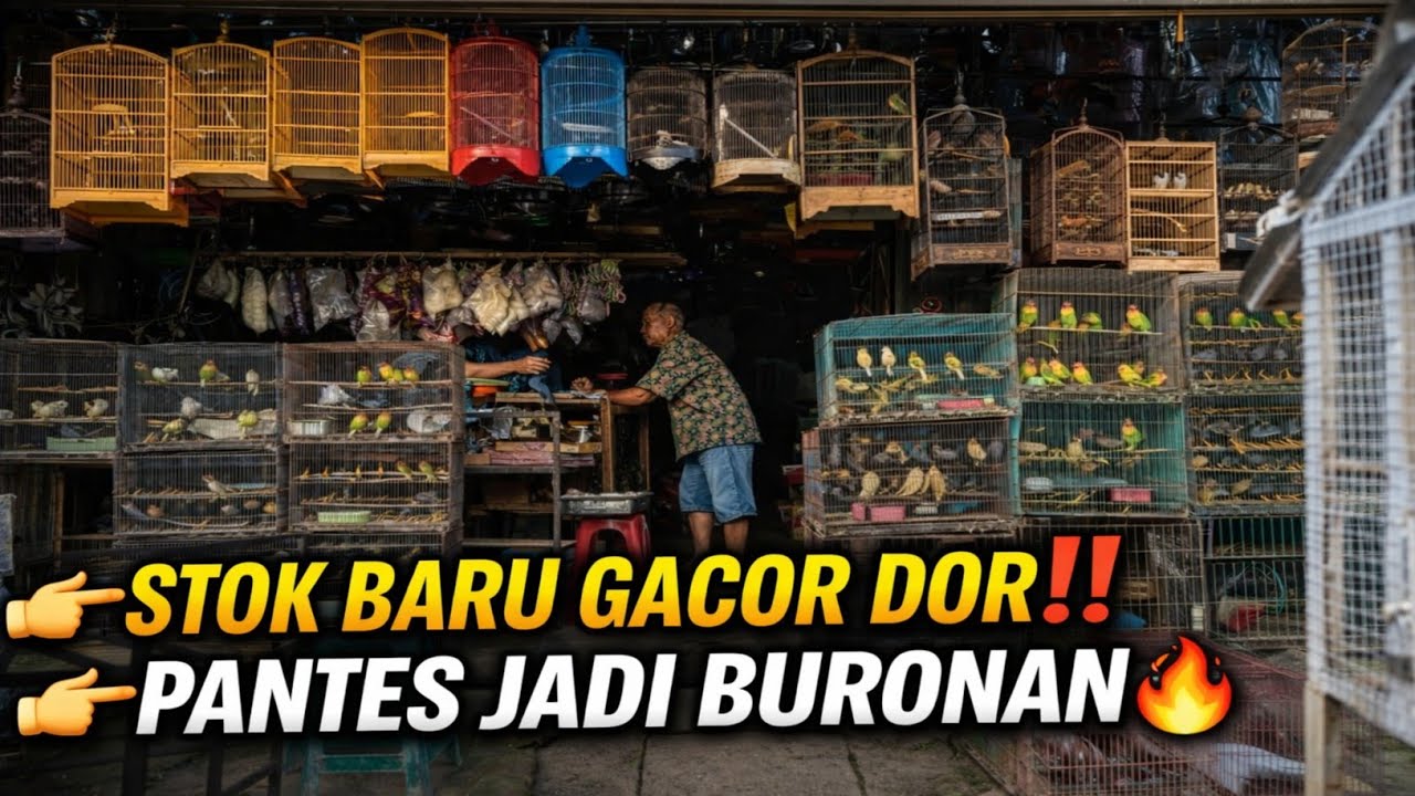 GENDENG SIH‼️STOK BARU MENDARAT DI KIOS KECIL INI 😱 SEMUA GACOR DOR, PANTES JADI BURONAN