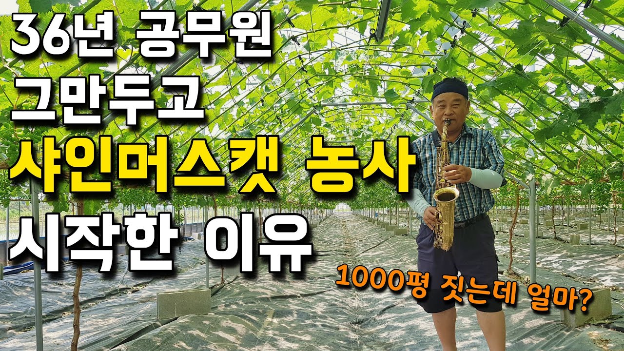 공무원 퇴직 후, 샤인머스켓 농사로 1억 5천 버는 과정. 1000평 하우스 짓는 비용은? [샤인머스캣 농사] 귀농 편