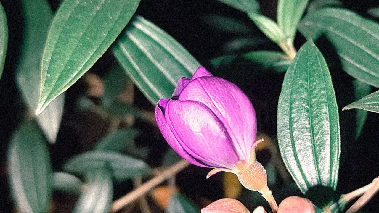 Ajesh Nair Kattoor is live!