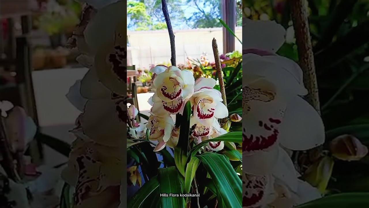 Cymbidium Orchids _Munnar_Wayanad _Kodaikanal_Ooty #flowers #kodaikanal #orchid #shots #tranding 