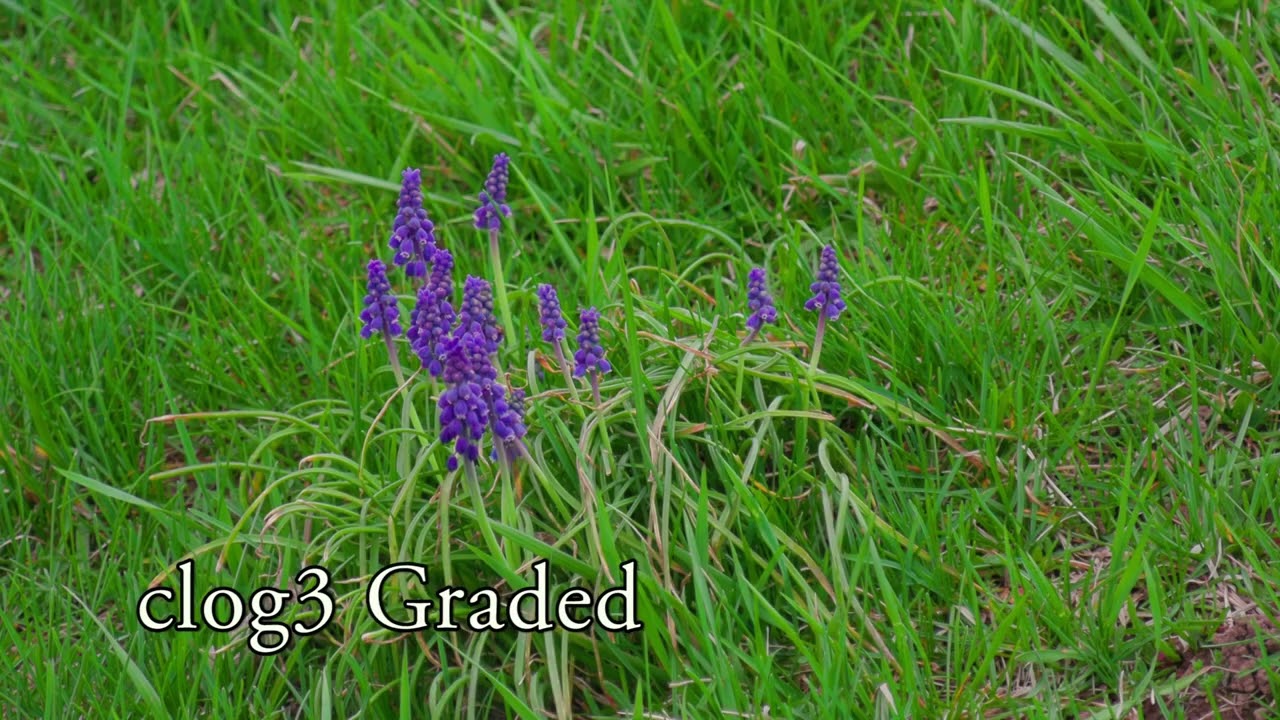 Canon XA50 Test, Stock VS Wide DR VS clog3