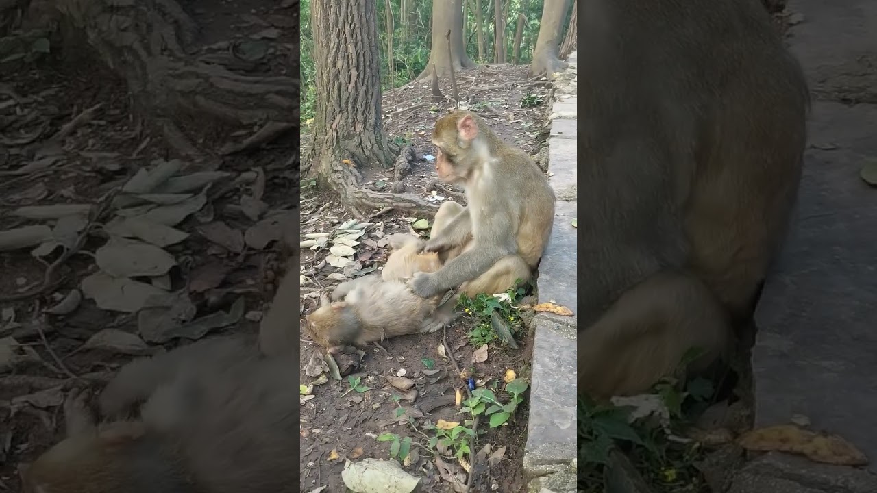 Adorable monkeys swinging into our hearts! 🐒💕 