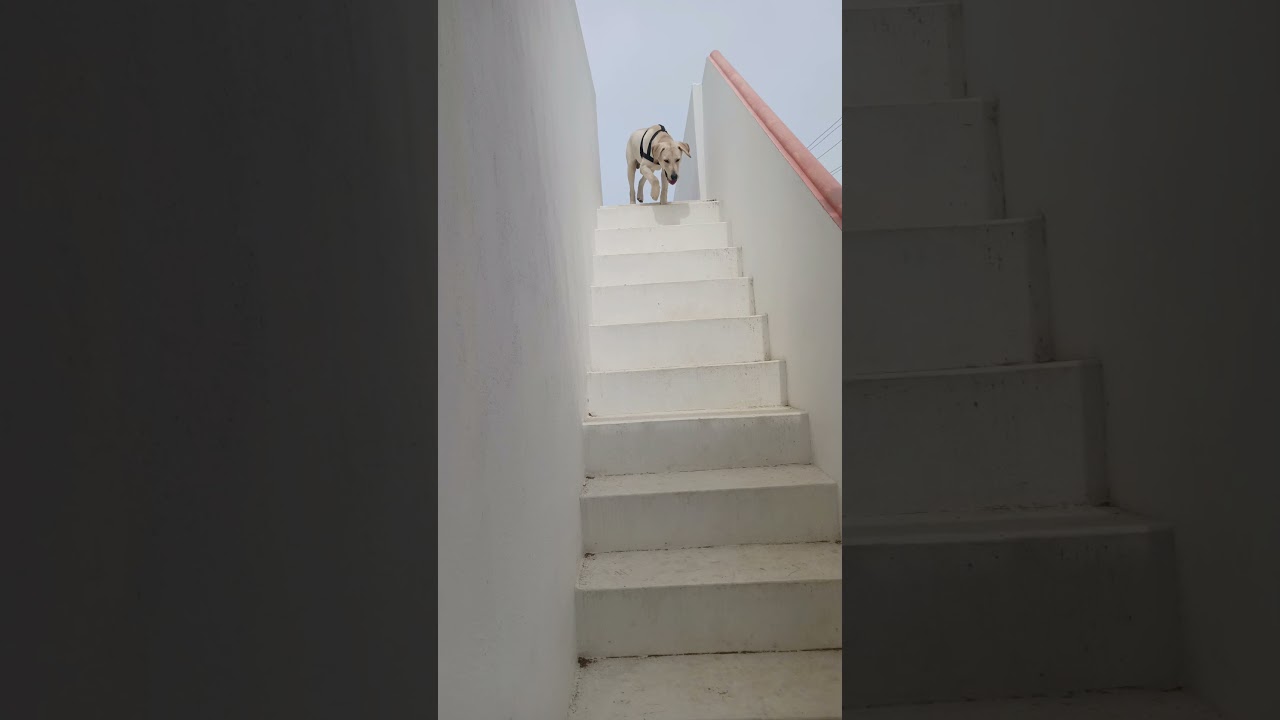 Maara 🐕 Labrador retriever puppy cute video 📷 #Labrador #thangamethangame #shorts