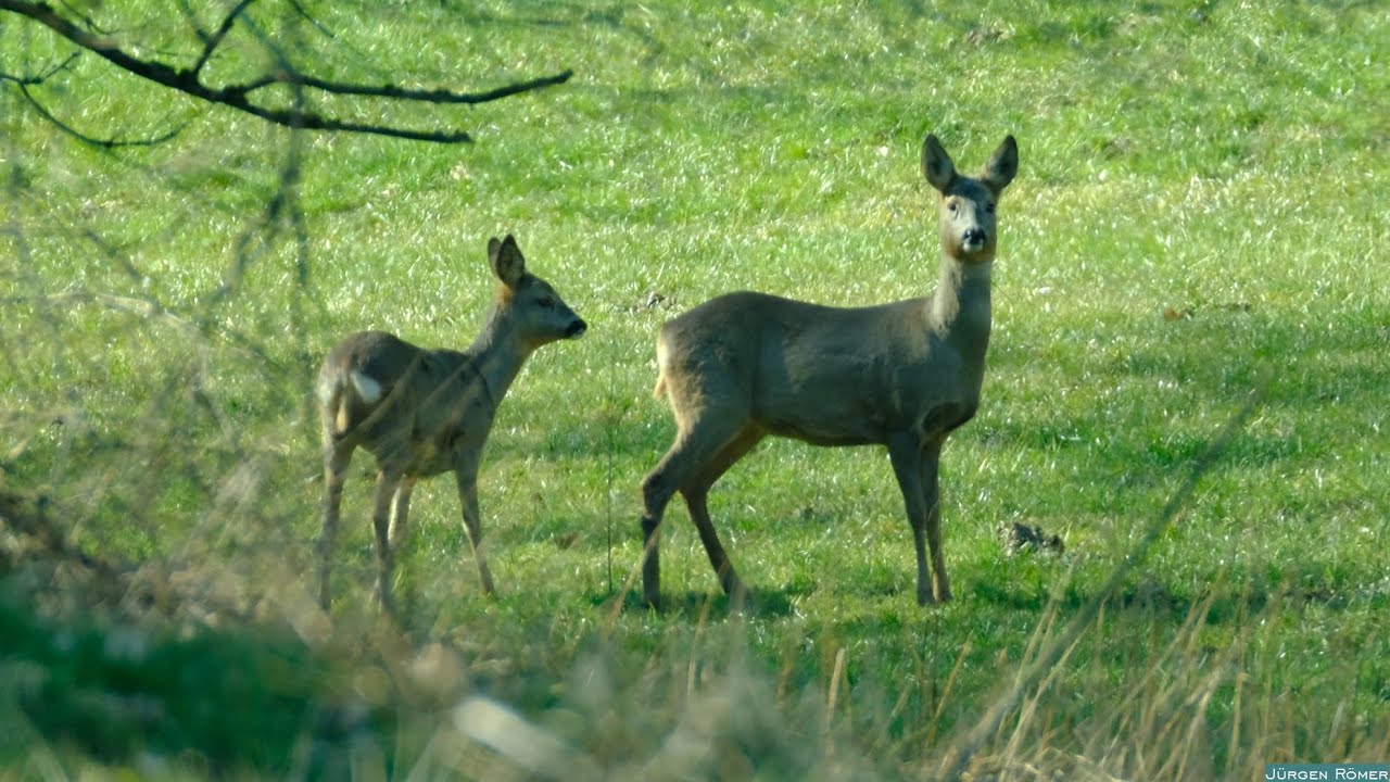 Rehe bei V&ouml;hl-Harbshausen, J&uuml;rgen R&ouml;mer 2022 03 13