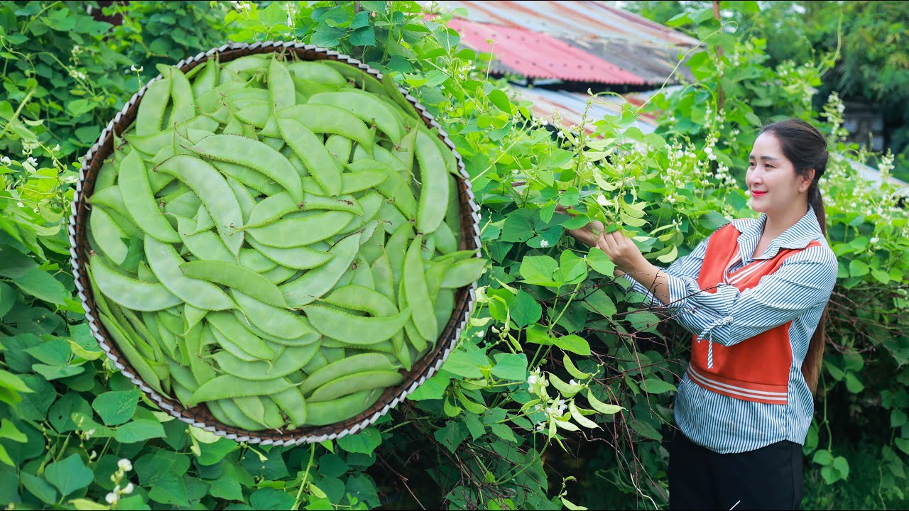 Soft young Hyacinth bean juicy recipe cook in my homeland | Green Hyacinth bean harvest for food