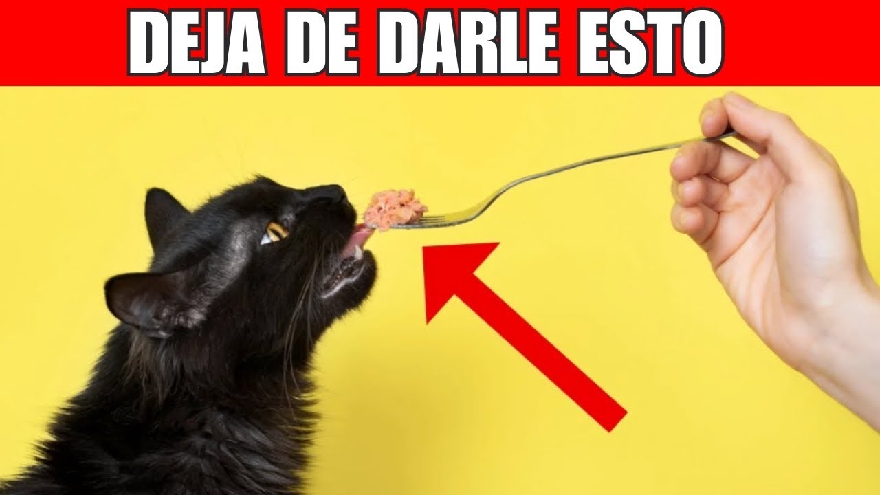 18 alimentos que son tóxicos para los gatos (deja de dárselos ya)