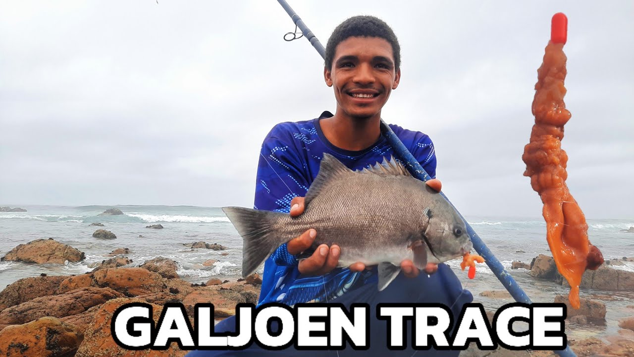 BEST METHOD TO CATCH GALJOEN | use now