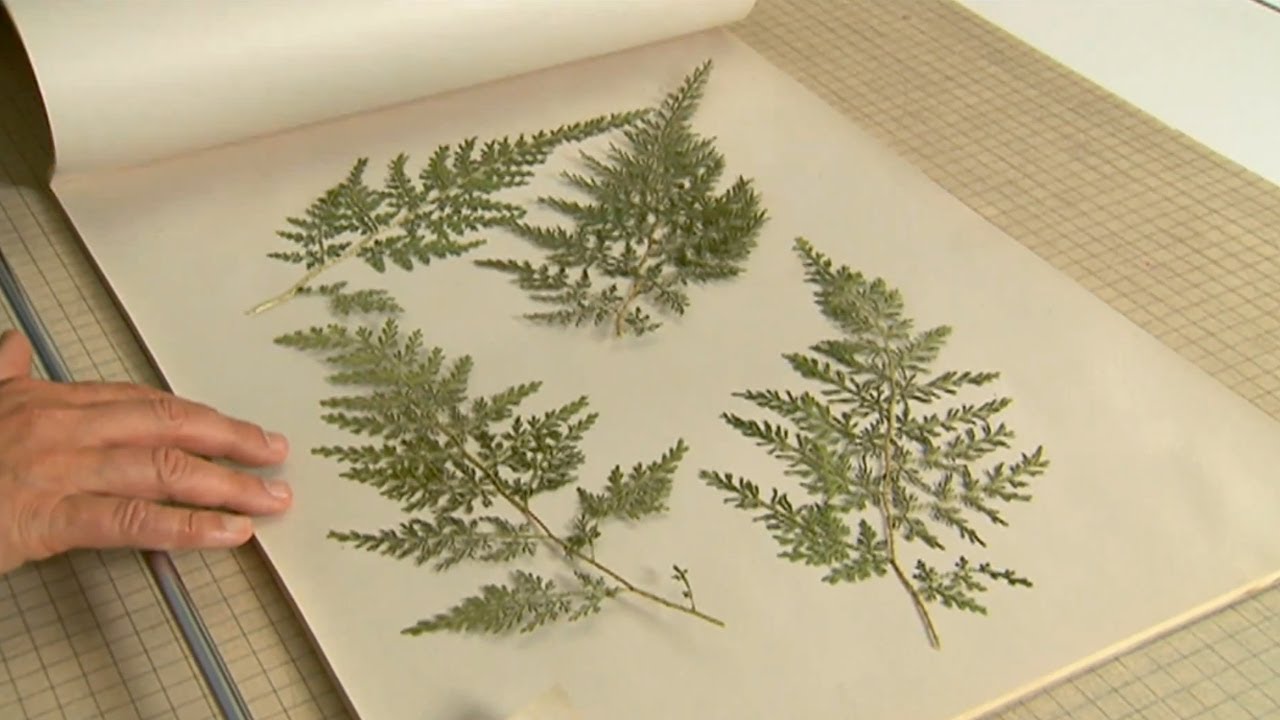 How to Create a Framed Leaf Pressing| P. Allen Smith Classics