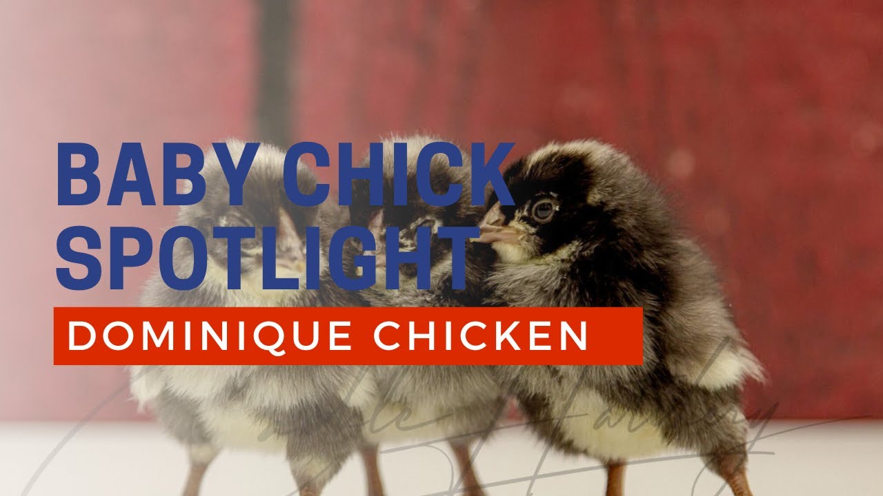 Dominique baby chicks at Cackle Hatchery